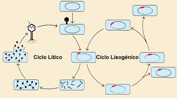 cicloliticolisog1