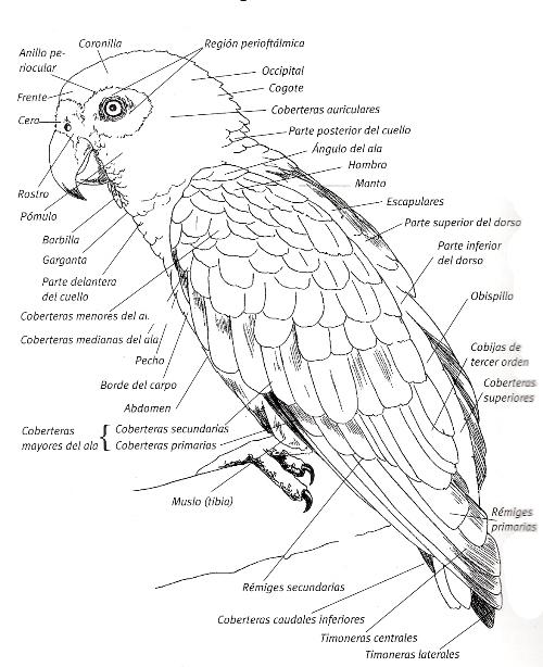 AVES2