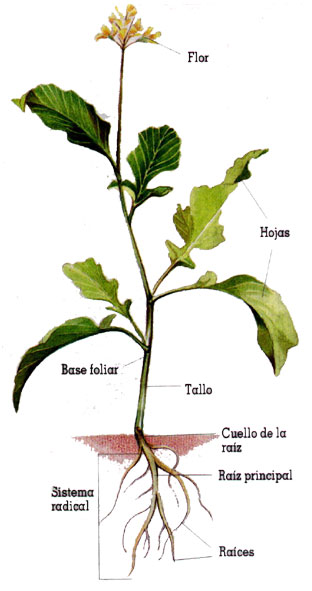 Identificación de plantas: Raíces, tallos y hojas. Polinización. | La guía  de Biología