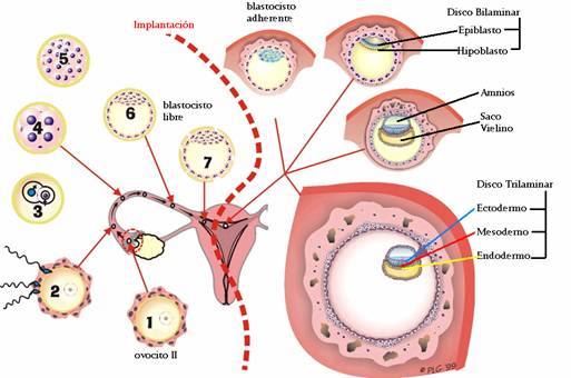 Etapas Embrionarias La Guía De Biología 