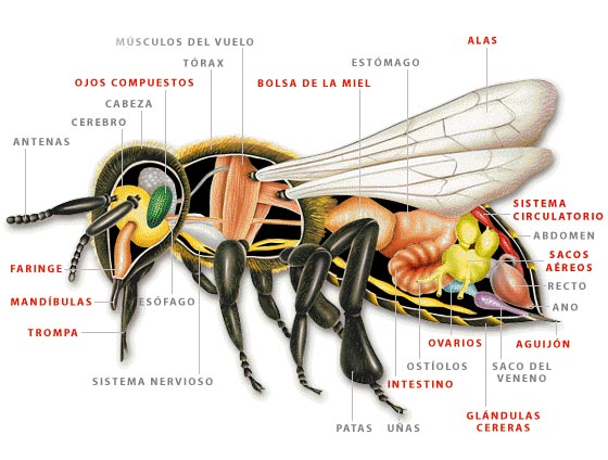 Inolvidable política predicción Morfología interna de la abeja | La guía de Biología
