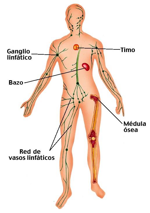 sistema_linfatico