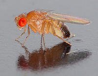 En la mosca de la fruta es común el que frecuentemente se describan nuevas especies, que parecían ser la misma.