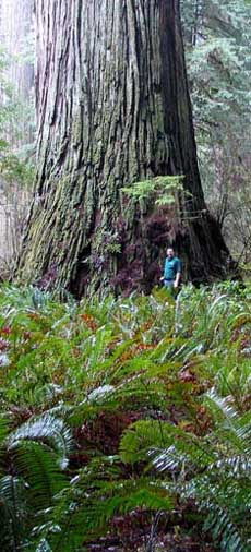 Sequoia: casi con toda certeza el organismo vivo más grande y longevo de la Tierra