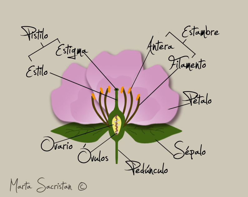 Órganos reproductores de las plantas superiores: la flor | La guía de  Biología