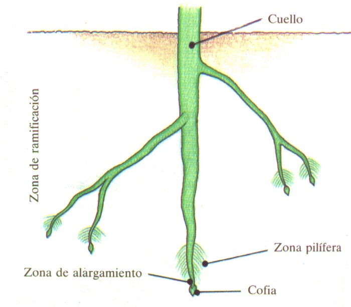 filamento de la raíz de una planta