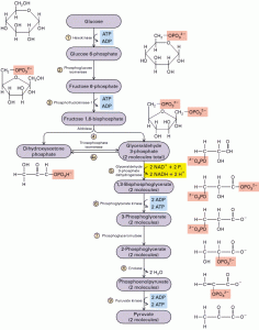 Glucólisis | La guía de Biología