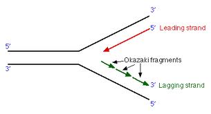 okazaki fragments