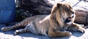 Los ligres machos presentan melena como los leones.