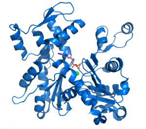 Un esquema de una molécula de Actina unida a ADP