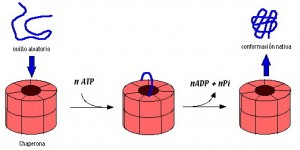 Muchas veces se necesita ATP (energía) para que las chaperonas consigan hacer adpotar la forma correcta a una proteína.