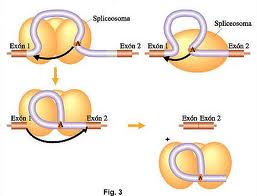 Vemos como la Adenina y el spliceosoma trabajan juntos en este intrón de tipo III, formando el lazo lariat al final.