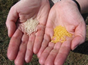 El arroz dorado tiene un color amarillente a causa de su concentración de vitamina A