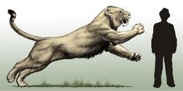 El gigante león cavernario (en la foto un individuo juvenil) fue reproducido muchas veces en las pinturas rupestres.