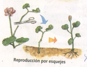 La reproducción es bastante sencilla, sin embargo no parece ser la forma elegida por las plantas para su propagación, puesto que todos los individuos generados así son iguales geneticamente.