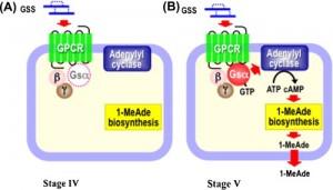 La actividad de 1-Meade está regulada no solo por GSS sino por los receptores de la hormona..