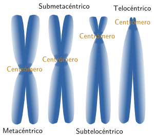 Una visión esquemática de la clasificación de los cromosomas según su forma