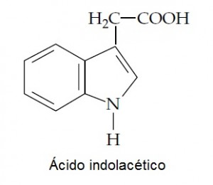 La estructura molécular del ácido indol acético es bastante sencilla.