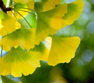 Las hojas de Ginkgo se vuelven doradas en otoño, creando sensación en parques y jardines.