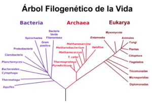 Árbol filogenético de la vida.