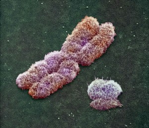 Los cromosomas sexuales de humanos no son homólogos porque no codifican para los mismos genes.