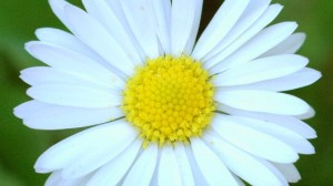 Las bracteas blancas rodean a la inflorescencia donde se encuentran las dimunitas flores.