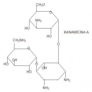 La fomra química de la kanamicina tiene 3 anillos unidos por un enlace glucosídico.