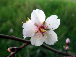 La flor del almendro es un perfecto ejemplo de flor de Rosaceae