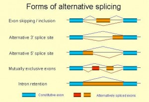 Formas de hacer splicing alternativo a) eliminación/inclusión de exones, b) 3' alternativo (difenretes sitios de poliA) c) diferentes promotores y d) retención de intrones