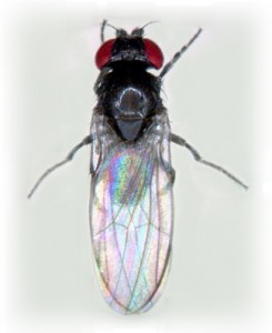 Drosophila subobscura tiene el cuerpo negro, al contrario que D. melanogaster, que lo tiene amarillento.