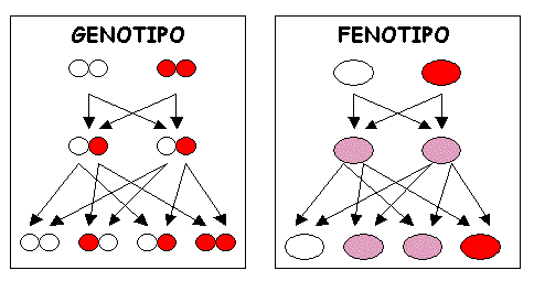 El fenotipo muchas veces enmascara el genotipo, puesto que hay polimorfismos cuya acción es dominante.