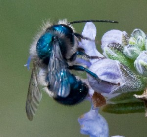 Esta especie de abeja azul (Osmia ribifloris) es propia de California.