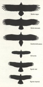 La silueta de las rapaces en vuelo es una característica que ayuda a su diferenciación a grandes distancias.
