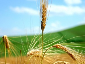 El trigo duro y el blando no se diferencias en apariencia, pero sus cualidades son muy difenretes, gracias al genoma D.