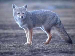 El zorro gris (el género Urocyon) es extiende por toda América han sido perseguidos tanto por su piel como por algún ataque esporádico al ganado.