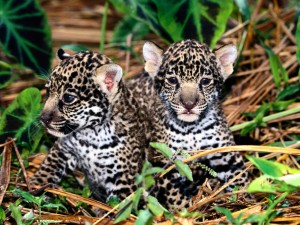 Los jaguares tienen camadas de entre 1 y 4 cachorros, siendo 2 lo más normal.