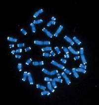 Los telómeros pueden marcarse por FISH, puesto que sus secuencias son altamente repetitivas.
