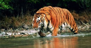 No solo puede cazar peces, sino que el tigre disfruta de un baño ocasional los meses de más calor.