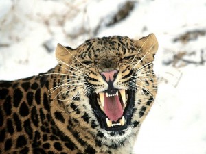 El leopardo tiene los colmillos más grandes de todos los felinos, por eso se cree que podría estar relacionado filogenéticamente con el tigre dientes de sable.