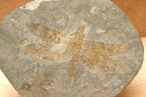 La libélula flecha (en el fósil) vivió hace 170 millones de años en el jurásico.