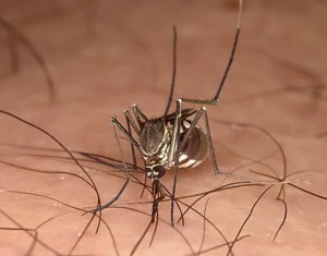 Las molestas picaduras de mosquitos pueden ser fatales en zonas tropicales con enfermedades endémicas. 