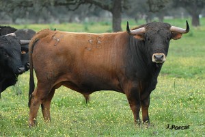 Un toro de lidia puede pesar entre 300 y 500 kilos de puro músculo.