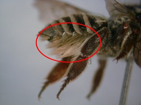 Las escopas son fáciles de ver a simple vista, ¡pero no conviene molestar mucho a una abeja!