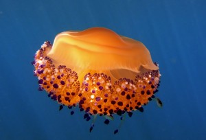 Las medusas son un ejemplo de la increible diversidad de los invertebrados.