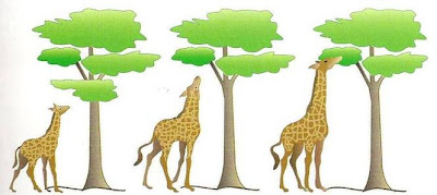 Según el lamarckismo las jirafas adquirieron un cuello largo debido a tanto estirarlo para alimentarse.