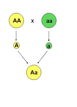 Los individuos homocigotos (AA y aa) darán gametos de un solo tipo cada uno (A y a respectivamente), por lo que toda su descendencia será un híbrido Aa.