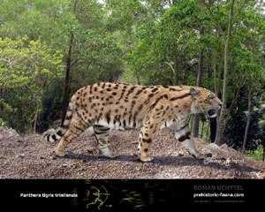 La apariencia que debió tener Panthera tigris trinilensis