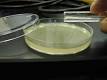 Las bacterias en medio líquido se extienden sobre el medio sólido en una placa de Petri para ver crecimiento de colonias.