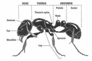 En detalle la anatomía de una hormiga típica.