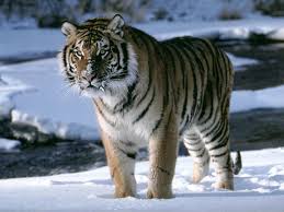 El tigre siberiano aunque es de color claro no es de color blanco totalmente.